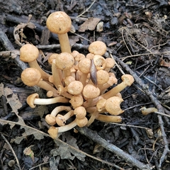 Desarmillaria caespitosa