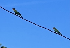 Psittacara mitratus