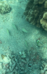 Acanthurus triostegus