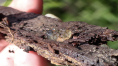 Myxarium nucleatum