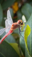 Sympetrum internum