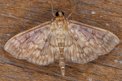 Herpetogramma pertextalis