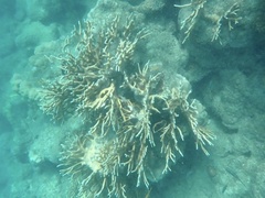 Millepora tenera