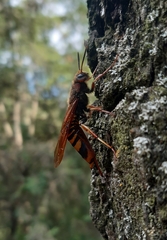 Tremex fuscicornis