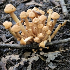 Desarmillaria caespitosa