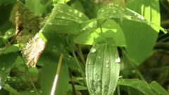 Uvularia grandiflora