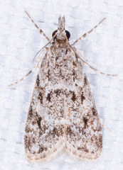 Eudonia heterosalis