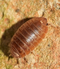 Leptotrichus panzerii