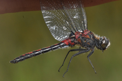 Leucorrhinia borealis