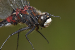 Leucorrhinia borealis