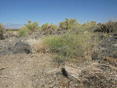 Leucosyris carnosa