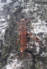 Tremex fuscicornis