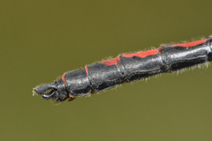 Leucorrhinia borealis