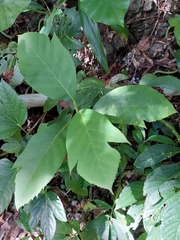 Artocarpus treculianus