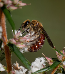Parasphecodes