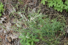 Vicia pulchella