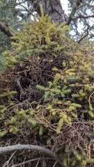 Chrysomyxa arctostaphyli