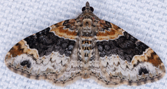 Xanthorhoe ferrugata