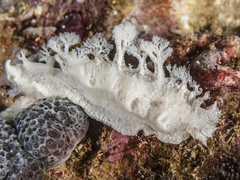 Tritoniopsis elegans