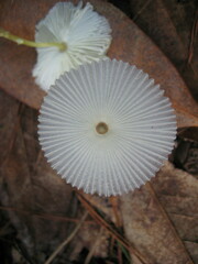 Leucocoprinus fragilissimus