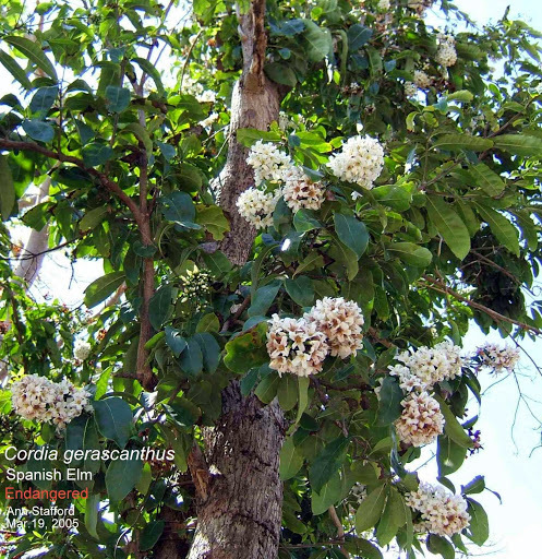 Spanish Elm
