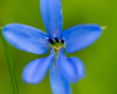 Tecophilaea violiflora