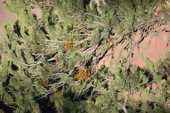 Phoradendron juniperinum