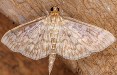 Herpetogramma pertextalis