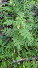 Astragalus americanus