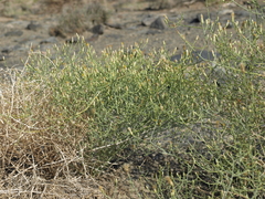 Leucosyris carnosa
