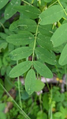 Astragalus americanus
