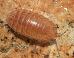 Leptotrichus panzerii