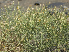 Leucosyris carnosa