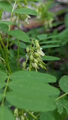 Astragalus americanus