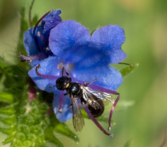 Ceratina cyanea