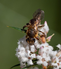 Parasphecodes