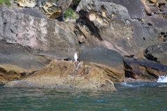 Anhinga novaehollandiae