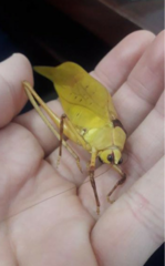 Stilpnochlora thoracica