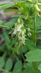 Astragalus americanus