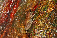 Eleutherodactylus coqui