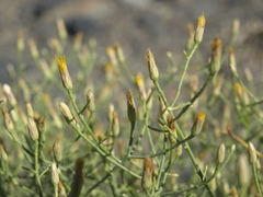 Leucosyris carnosa