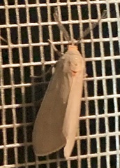 Pygarctia murina