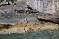 Anhinga novaehollandiae