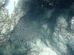 Acanthaster