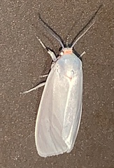 Pygarctia murina