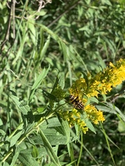 Helophilus fasciatus