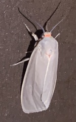 Pygarctia murina