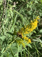 Helophilus fasciatus