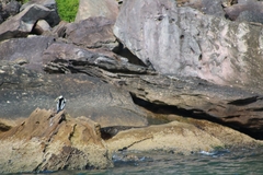 Anhinga novaehollandiae