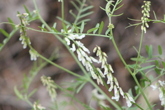 Vicia pulchella